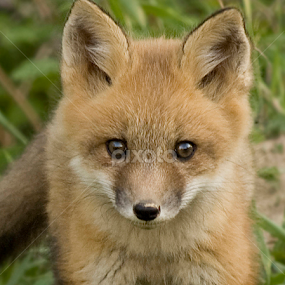 Kit by Kelly Goode - Animals Other