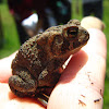 Eastern Toad