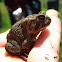 Eastern Toad