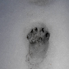 Racoon Tracks-Signs of Wild Life