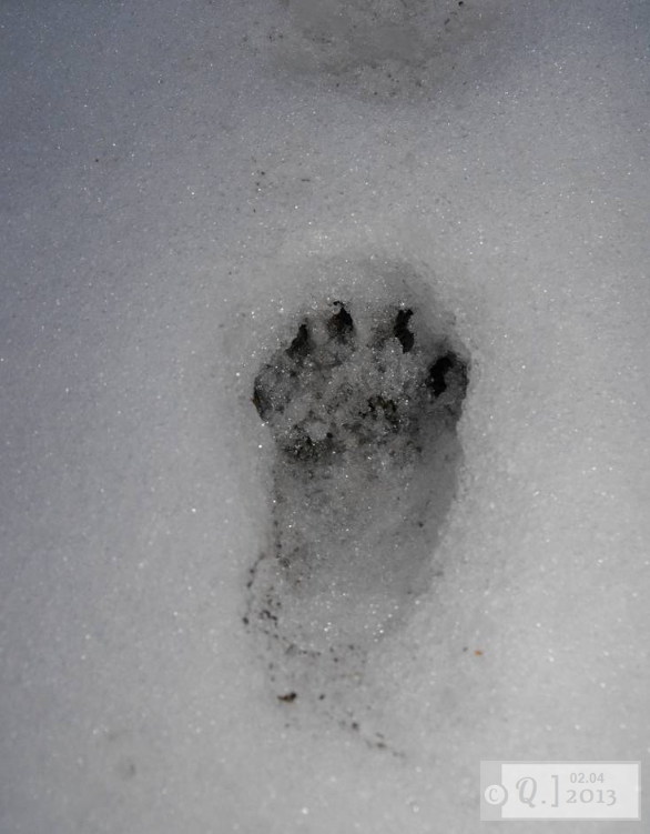 Racoon Tracks-Signs of Wild Life
