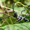 Dark Blister Beetle