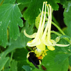 Yellow faced Bumble Bee