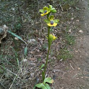 Ophrys lutea