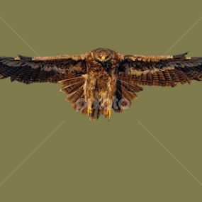 steppe eagle by Raj Dhage - Animals Birds