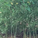 Hill Cane Bamboo