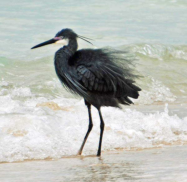 Little (Dimorphic) Egret | Project Noah