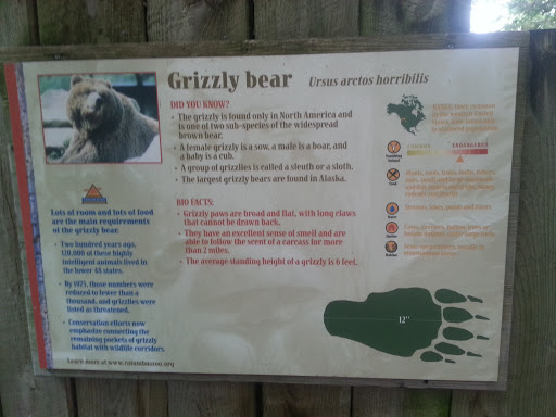 Grizzly Bear Exhibit 