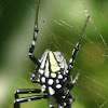 Neogea orb-weavers spider