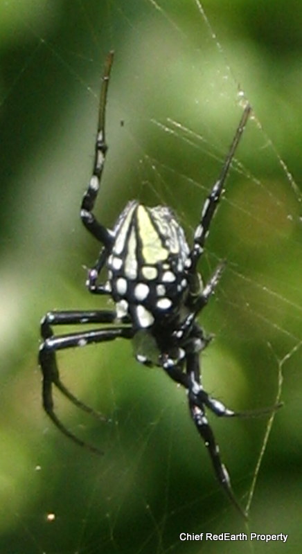 Neogea orb-weavers spider