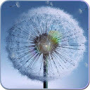 Galaxy S4 Dandelion Wallpaper mobile app icon