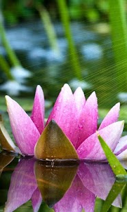 download Lotus Wallpapers HD free