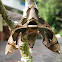 Hawk Moth