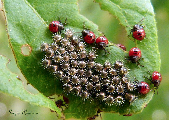 Stink bug hatchlings Project Noah