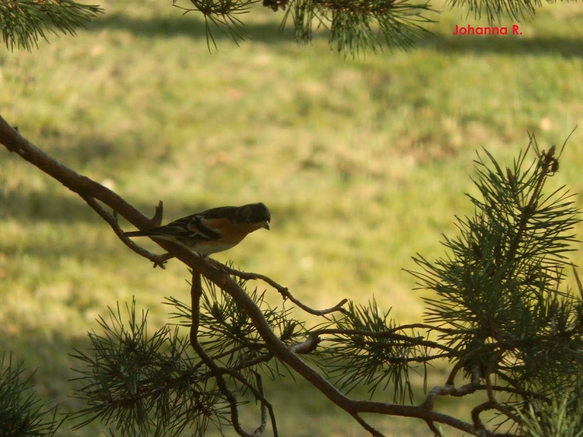 The Brambling