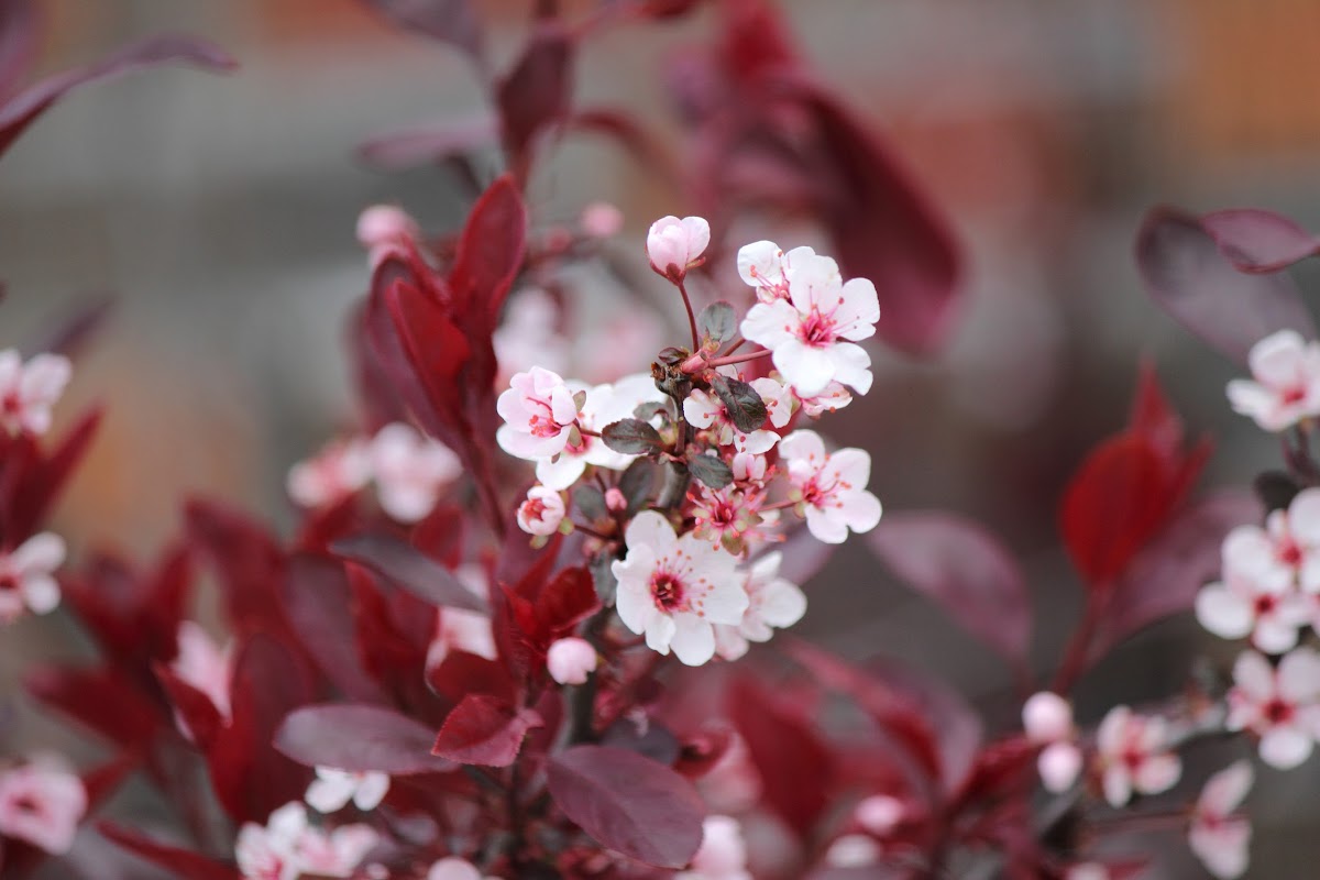 Purple leaf sand Cherry