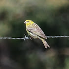 European Serin; Verdecillo