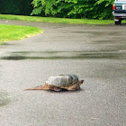 Snapping Turtle