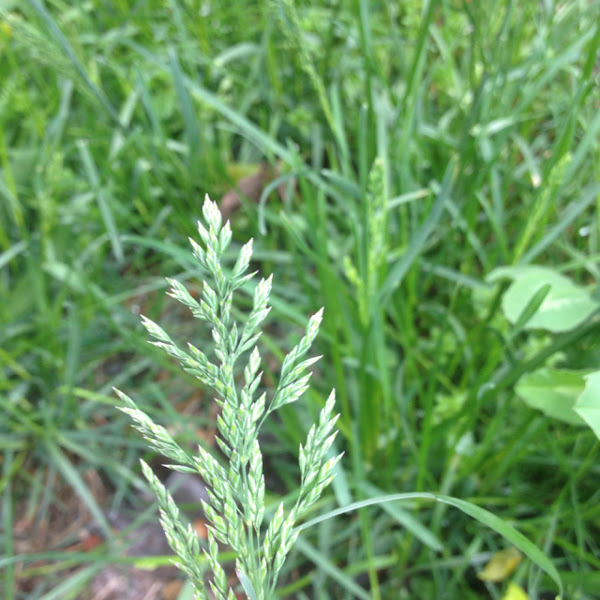 Kentucky Bluegrass Project Noah