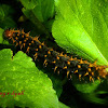 Cattepillar