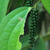 pepper plant