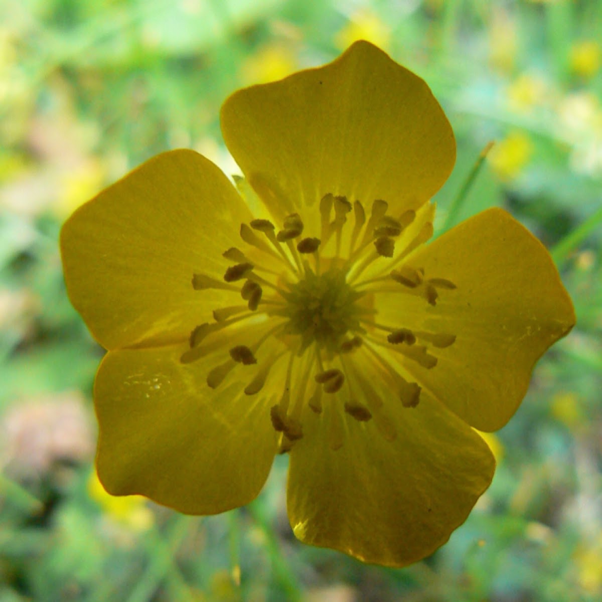 Creeping Buttercup