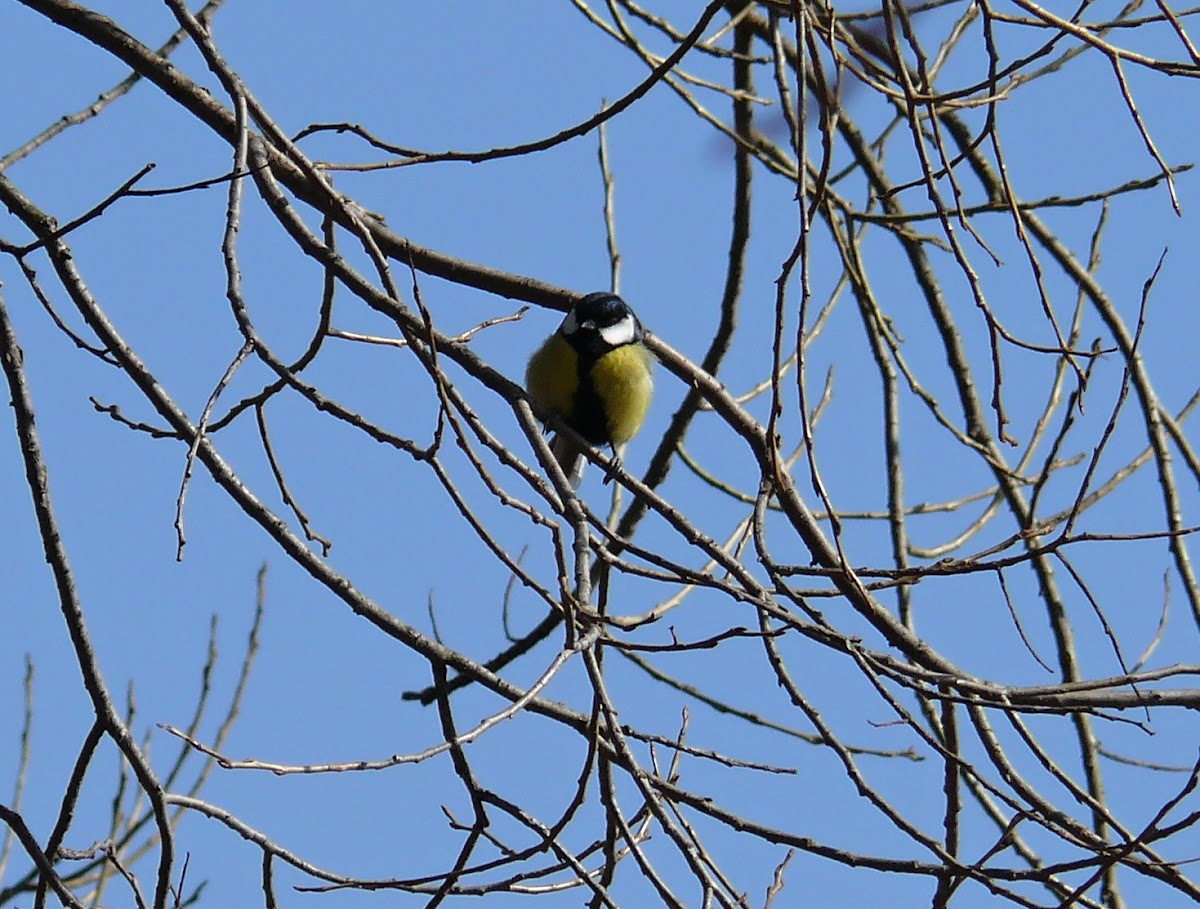 The Great Tit