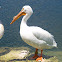 American White Pelican