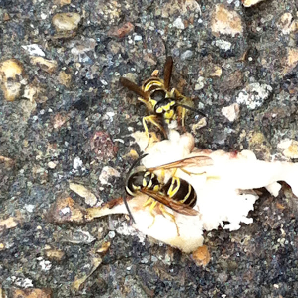 Yellow jackets wasps Project Noah