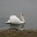 Mute Swan part 3