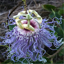 Passion flower