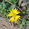 Camphor Weed, False Golden Aster