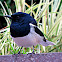 Oriental Magpie-robin (Male)