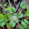 Spoon cudweed