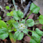 Spoon cudweed