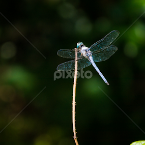by Daniel Douriet - Animals Insects & Spiders