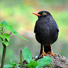 Common Blackbird or Eurasian Blackbird
