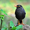 Common Blackbird or Eurasian Blackbird