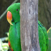 Eclectus Parrot (male)
