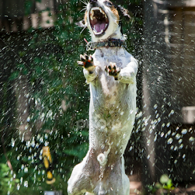 You got me by David Millard - Animals - Dogs Playing