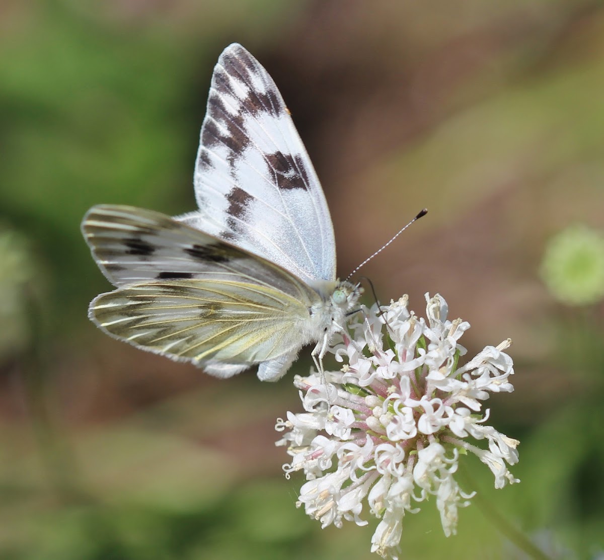 White Checkered Butterfly