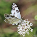 White Checkered Butterfly