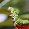Common Lime Swallowtail Caterpillar
