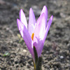 spring meadow saffron