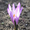 spring meadow saffron
