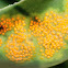 Puccinia behenis on Silene vulgaris leaf