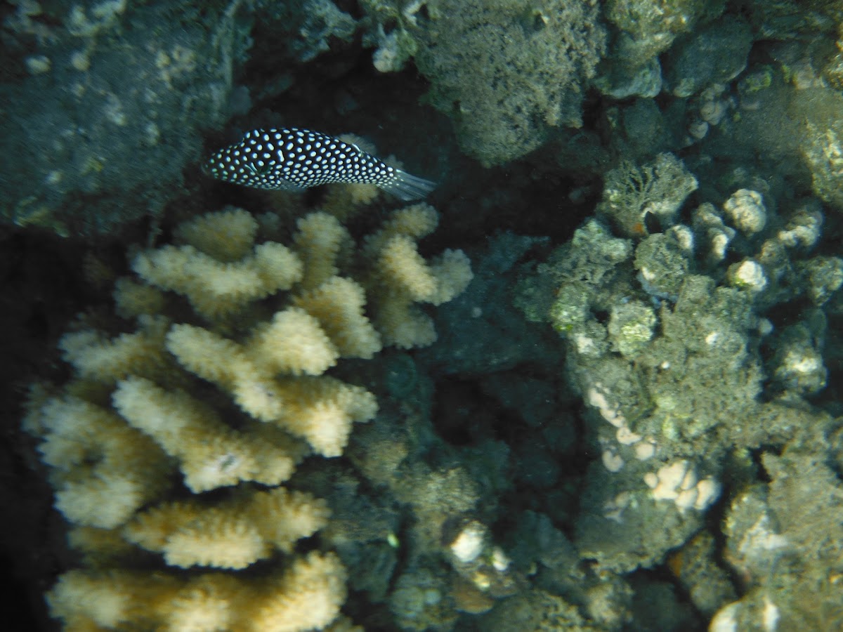 White spotted puffer