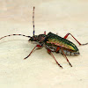 Longhorned Beetle