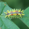 Spiny Oak Slug Moth caterpillar