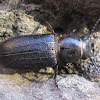 Black longicorn beetle